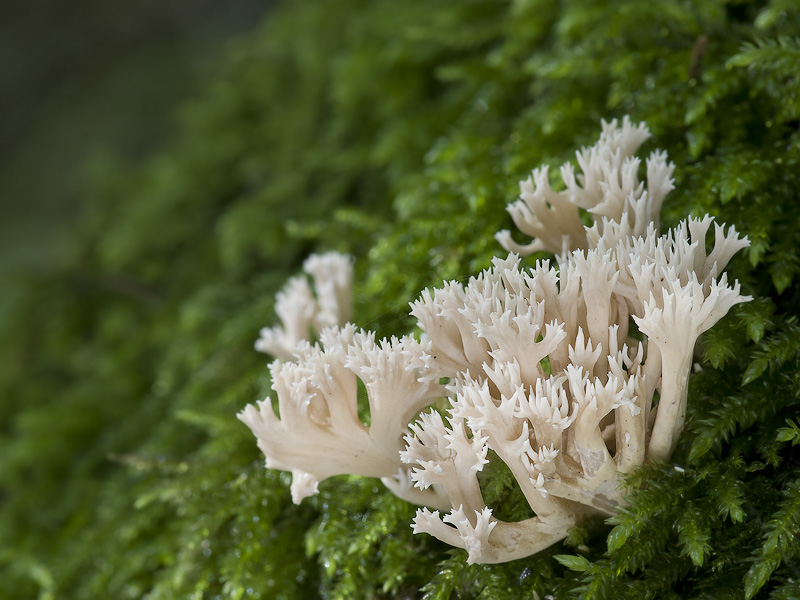 Ramaria gracilis